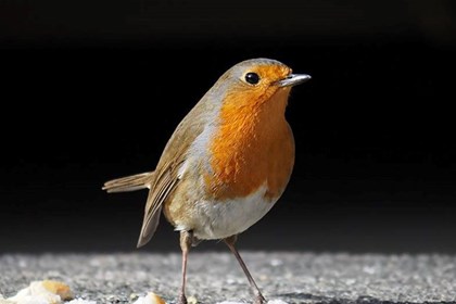 Pettirosso inverno_ - Ziggiofoto Il pettirosso: piccolo e grazioso ma dal piglio aggressivo