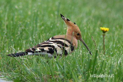 Upupa - Batti Gai L'upupa, l'uccello migratore che si riconosce dalla cresta