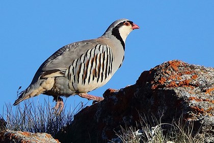 La coturnice, un uccello chiacchierone da cui deriva il detto “Avej la bertavèla”