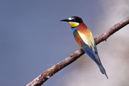 gruccione Il gruccione, variopinto uccello "mangiatore di api"