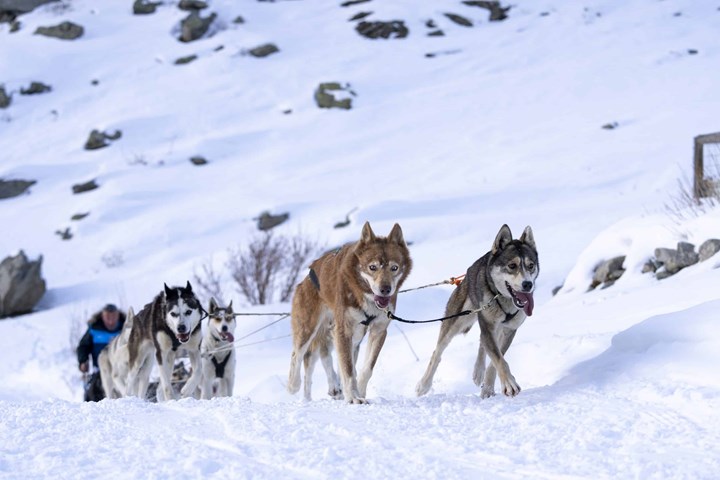 Grande Odyssèe 2024: i cani da slitta arrivano al Moncenisio