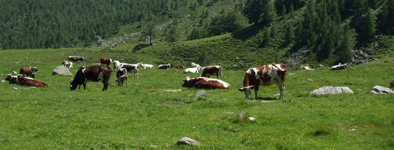 Miss Mucca premia la bovina più bella.  Sabato 15 e domenica 16 luglio Pragelato a festa con formaggi, costumi e rùdun 