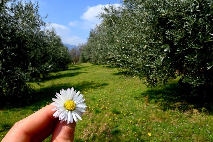 BLOOMING @ OLIVETO ROSSETTO