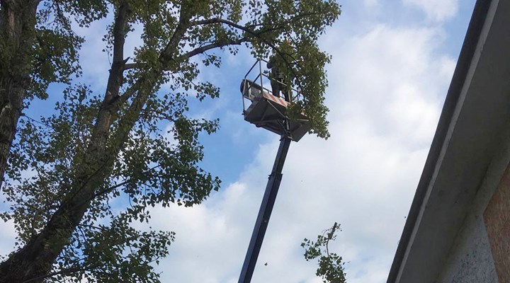 Tree climbing1 Tree climbing1.jpg
