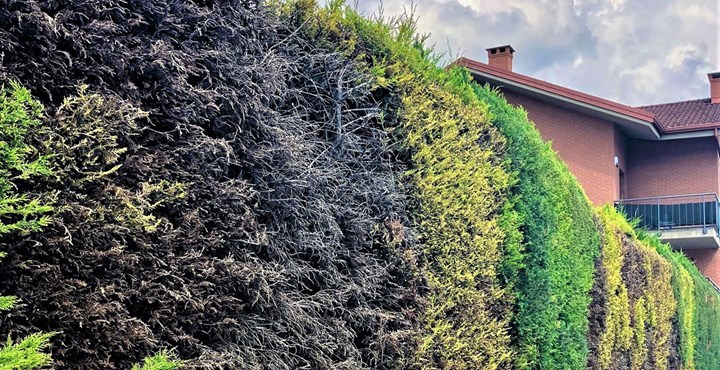 Cover cipresso Le siepi di cipresso: caratteristiche, ecologia e cura del disseccamento