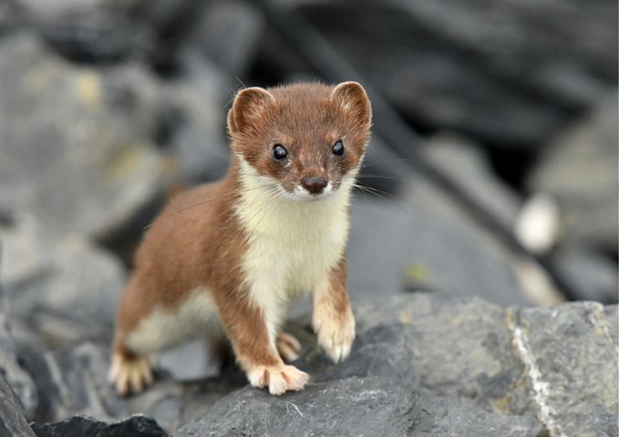  Il Folletto delle Rocce