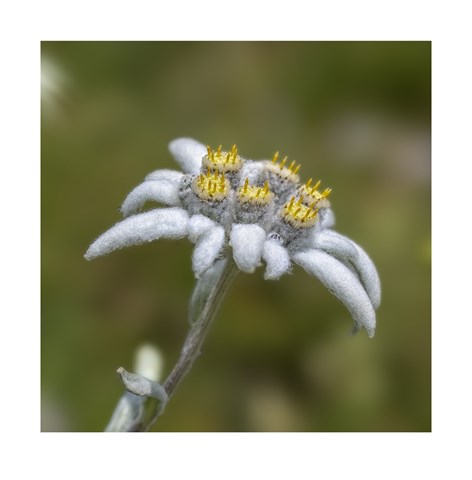 Piccole Meraviglie della Natura