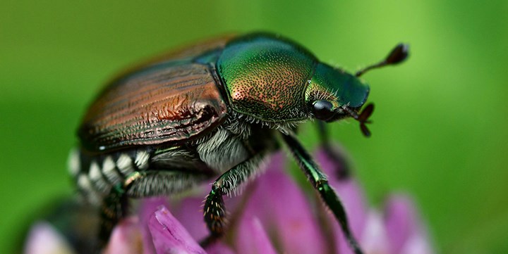 Popillia_japonica_London POPILLIA JAPONICA: UNA MINACCIA PER LE PIANTE CHE ARRIVA DAL GIAPPONE