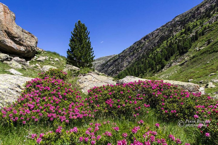 Rododendri in alta valle - Giuseppe Pinin Becchio Rododendri in alta valle - Giuseppe Pinin Becchio.jpg