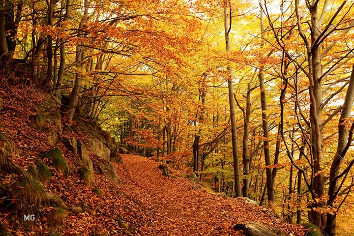 Colori d'autunno - Mirella Giacone I lavori di una volta: autunno, tempo di semina e di raccolto