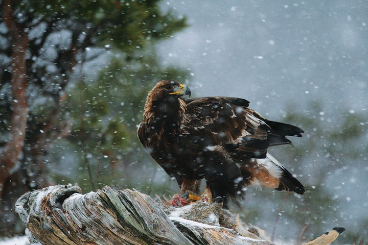 Aquila su capriolo e neve al Frais - Luca Giunti Aquila su capriolo e neve al Frais - Luca Giunti.jpg