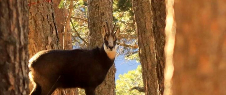 Cover Camoscio - Mirella Giacone Il camoscio, animale montanaro che ama le pareti rocciose