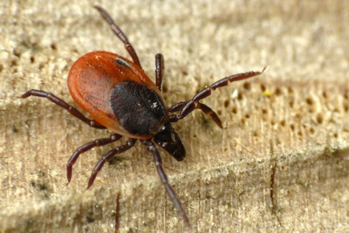 Ixodes_ricinus_wwalas Ixodes_ricinus_wwalas.jpg