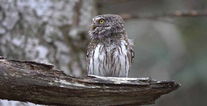 Civetta nana cover - Dante Alpe La civetta nana, piccola ma vorace predatrice notturna