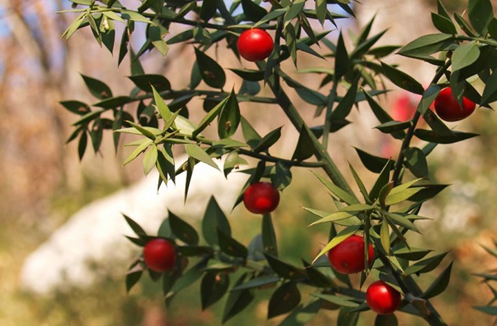 Ruscus_aculeatus3 Ruscus_aculeatus3.jpg
