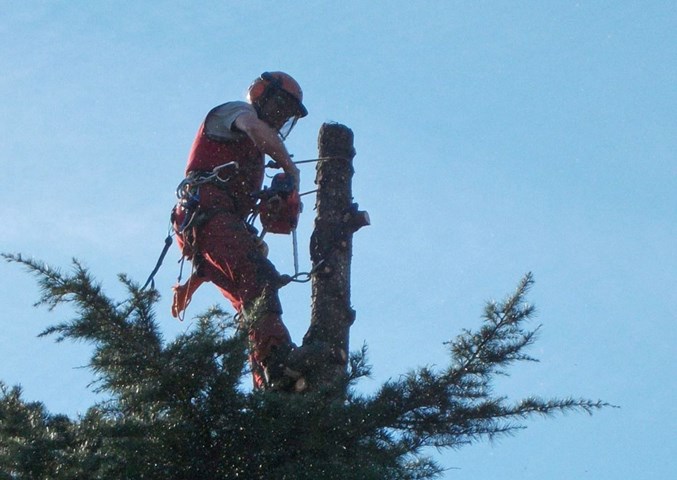Tree climbing2 Tree climbing2.jpg