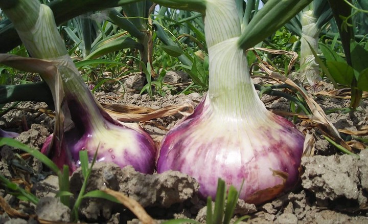 Cipolla di Breme La cipolla dei benedettini è tornata in Valle di Susa