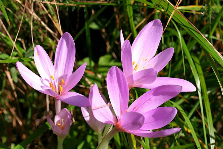 Colchicum_autumnale_ENBLA03 Colchicum_autumnale_ENBLA03.jpeg