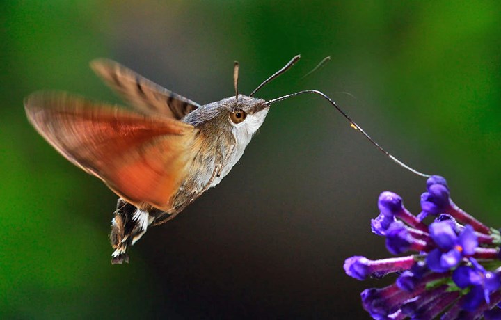 Sfinge colibrì, l’insetto dalla lunga proboscide capace di restare fermo in aria