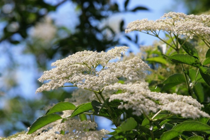 Sambucus_nigra_2004_c Sambucus_nigra_2004_c.jpg