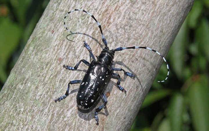 Anoplophora-glabripennis Anoplophora-glabripennis.jpg