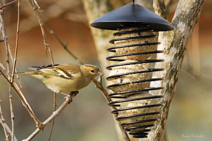 Palline cibo per uccelli Palline cibo per uccelli.jpeg