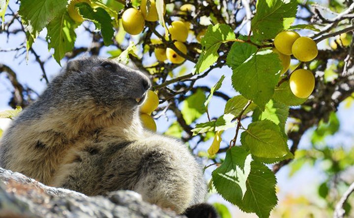 Olio di marmotta Olio di marmotta.jpg