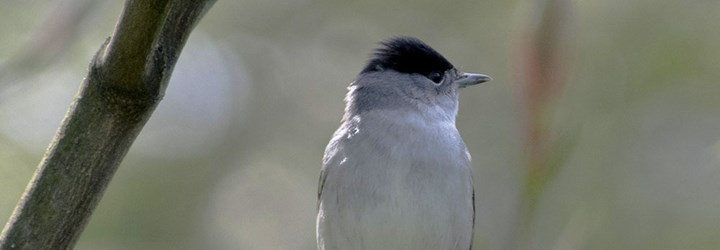 blackcap cover La capinera, un piccolo uccellino astuto e dal canto melodioso
