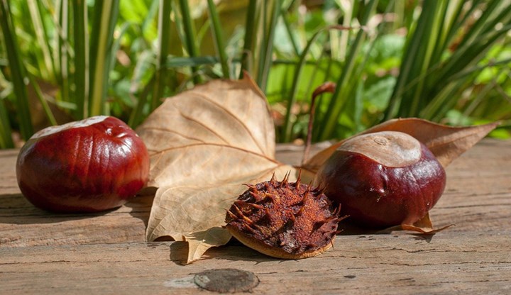 castagne d'india-Foto di Franck Barske da Pixabay castagne d'india-Foto di Franck Barske da Pixabay.jpg