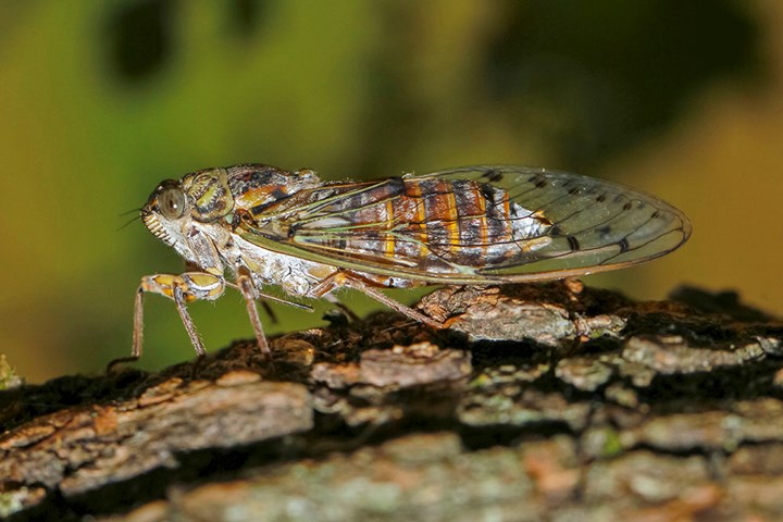 Cicada_orni Cicada_orni.jpeg