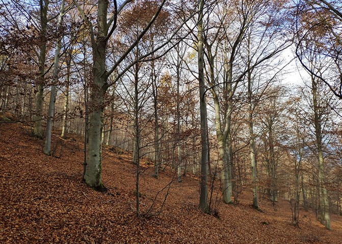 Faggeta in autunno Faggeta in autunno.jpg