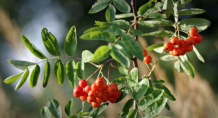mountain-ash-Foto da Pixabay mountain-ash-Foto da Pixabay.jpg