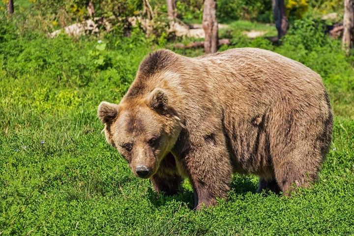 Orso pix Orso pix.jpg