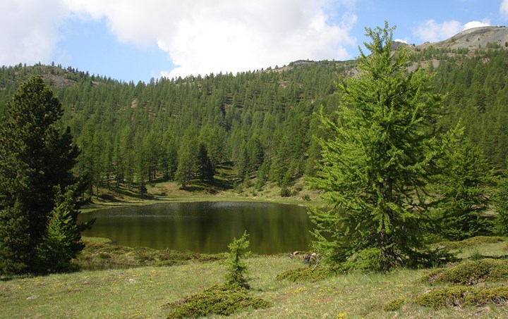 Dal Lago Foiron al Col Saurel, un'escursione nei colori dei larici e dei rododendri