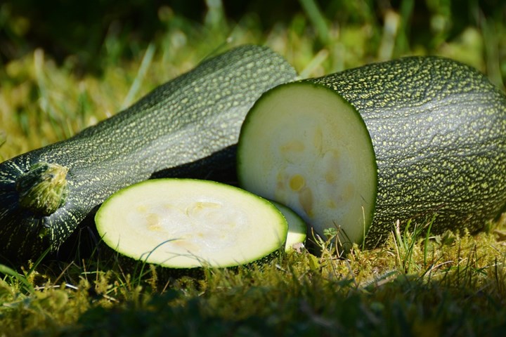 zucchini 2 zucchini 2.jpg