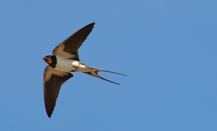 Rondine1 Pixabay Rondine1 Pixabay.jpeg