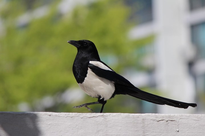 gazza 3 pixabay gazza 3 pixabay.jpg