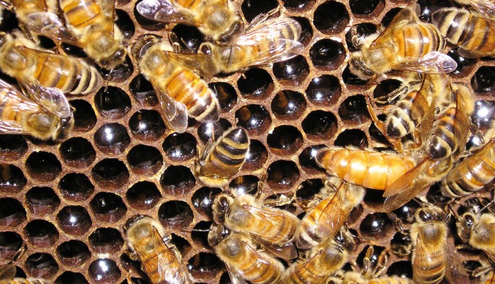 Il miele, un dolcificante curativo usato fin dalla preistoria