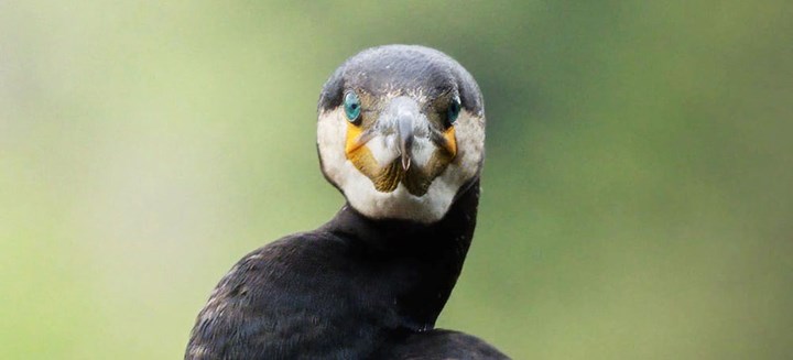 Cormorano ai laghi di Avigliana. Cover - Alessandro Serafino Il cormorano: l’uccello che dopo la pesca deve far asciugare le piume