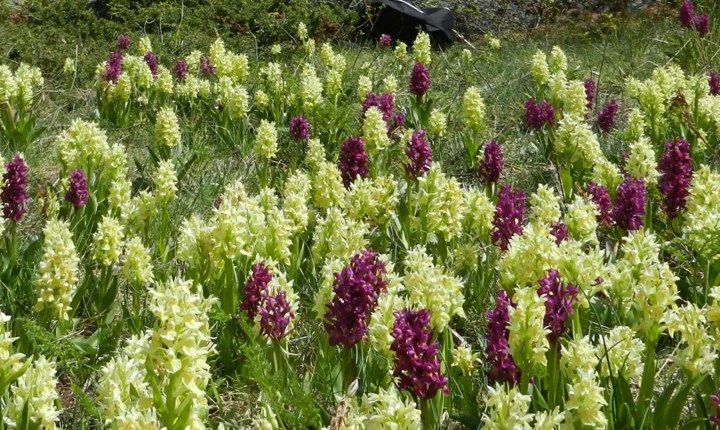 Cover Orchis sambucina2 Cover Orchis sambucina2.jpg