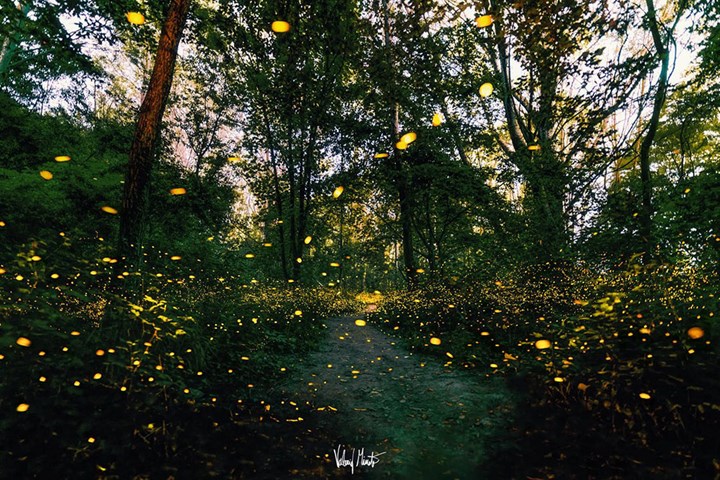 La danza nel bosco  Immerso tra migliaia di lucciole - Valerio Minato La danza nel bosco  Immerso tra migliaia di lucciole - Valerio Minato.jpeg