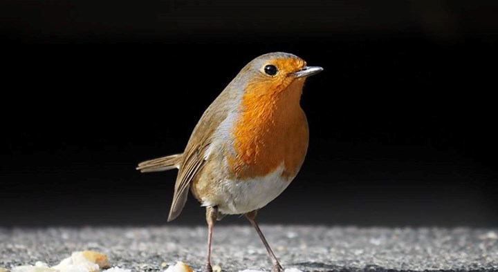 Pettirosso inverno_ - Ziggiofoto Il pettirosso: piccolo e grazioso ma dal piglio aggressivo