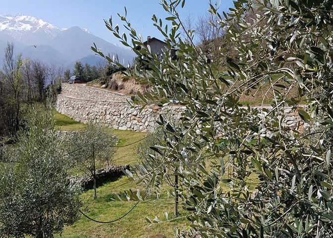 1000 ulivi 3 Oliveto Rossetto