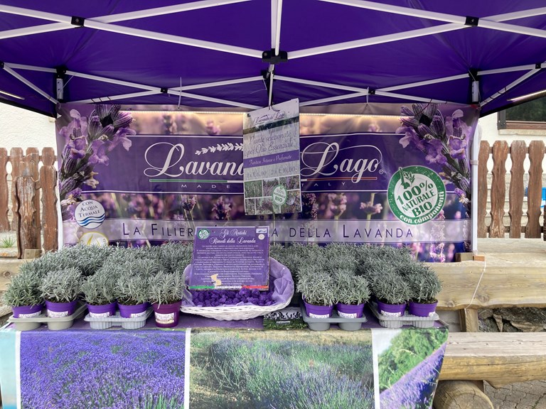 Lavanda del Lago a Cesana Torinese 2026