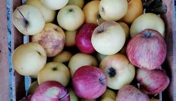 Festa d'Autunno e della Pômâ dë Vëno 2026