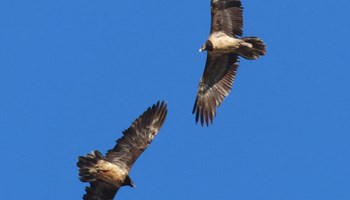 Dove vola l'avvoltoio?