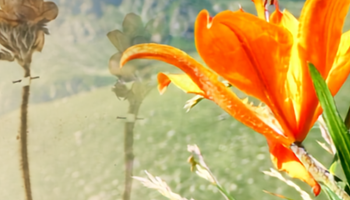 Flora delle Vallette Nivali e Collezioni d'Erbario delle Alpi Cozie
