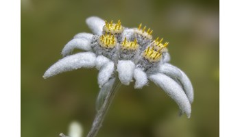 Piccole Meraviglie della Natura