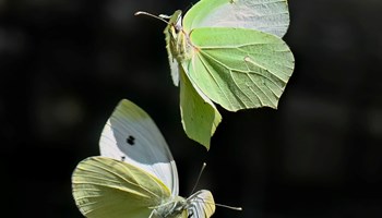 Ali e colori del piccolo mondo