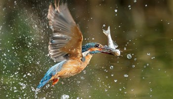 Volo, terra, sguardo, attimi di vita 